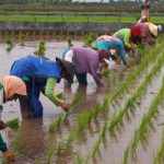 0_Jaga_Stok_Pangan,_Petani_Bondowoso_Tetap_Turun_ke_Sawah - Agus Pebriana