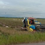 sawah 1 - Paillin Paulus