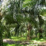kebun-sawit