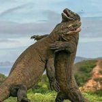 Taman Nasional Komodo Labuan Bajo Komodo