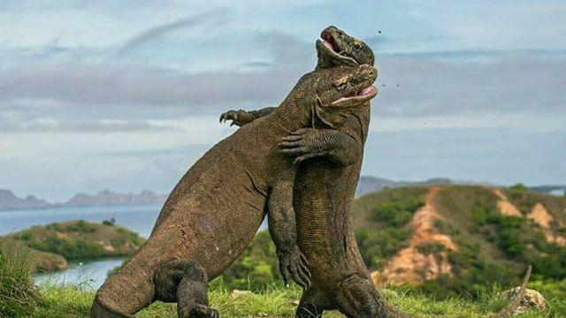 Labuan Bajo Komodo