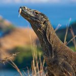 komodo