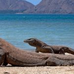 Pulau Komodo