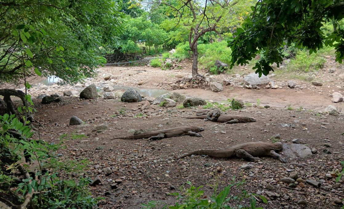 komodo