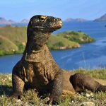 5-komodo-ntt Inbisnisnews