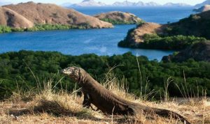 Komodo tetap menjadi magnet utama pariwisata Labuan Bajo