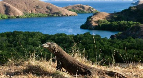 Komodo tetap menjadi magnet utama pariwisata Labuan Bajo