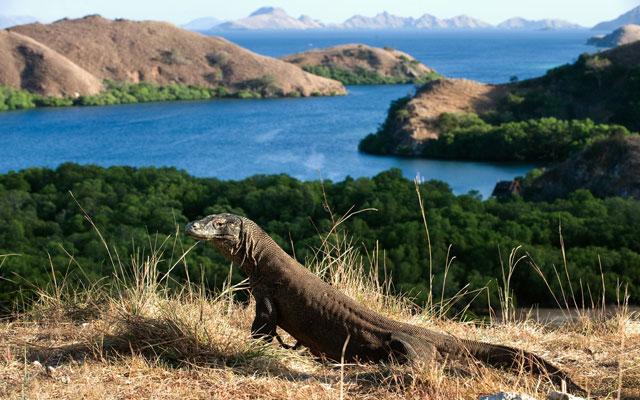 Komodo tetap menjadi magnet utama pariwisata Labuan Bajo